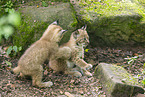 lynx
