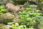 lynx