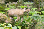 lynx