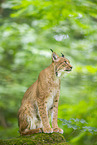 lynx