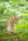 lynx