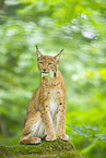lynx