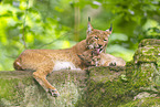 lynx