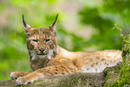 lynx