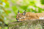 lynx