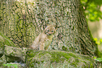 lynx