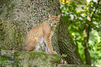 lynx