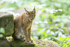 lynx