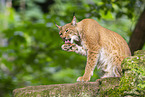 lynx