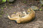 lynx