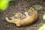 lynx