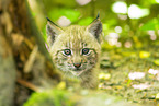 lynx