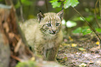 lynx