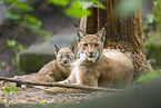 lynx