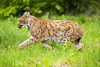 lynx