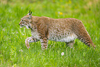 lynx