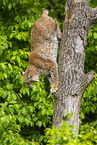 lynx
