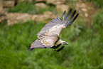 Griffon vulture