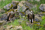 Griffon vulture