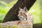 lynx