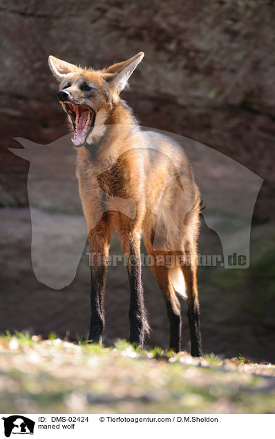 Mhnenwolf / maned wolf / DMS-02424