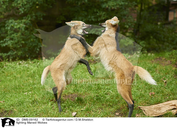 kmpfende Mhnenwlfe / fighting Maned Wolves / DMS-09162