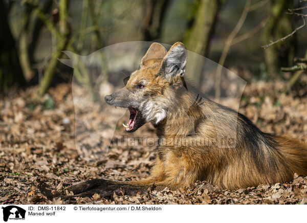 Mhnenwolf / Maned wolf / DMS-11842