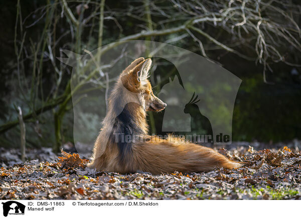 Mhnenwolf / Maned wolf / DMS-11863