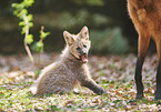 sitting Maned Wolf