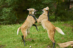 fighting Maned Wolves