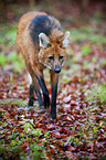 Maned Wolf