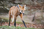 maned wolf