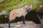 maned wolf