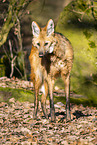 Maned wolf