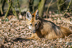 Maned wolf