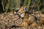 Maned wolf