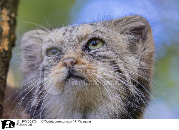 Pallas's cat / PW-09870