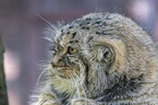 lying Manul