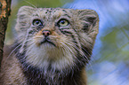 Pallas's cat