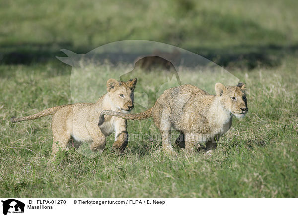 Massai-Lwen / Masai lions / FLPA-01270