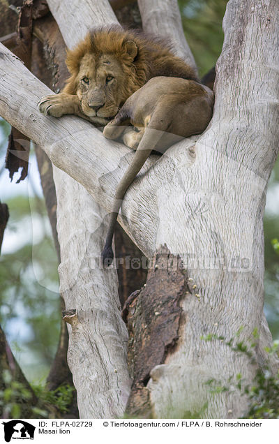 Masai lion / FLPA-02729