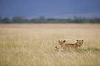 Masai lions