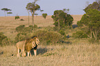 Masai lions