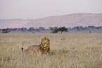 Masai lion