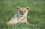 Masai lion