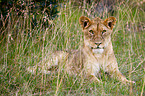 Masai lion