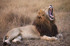 Masai lion