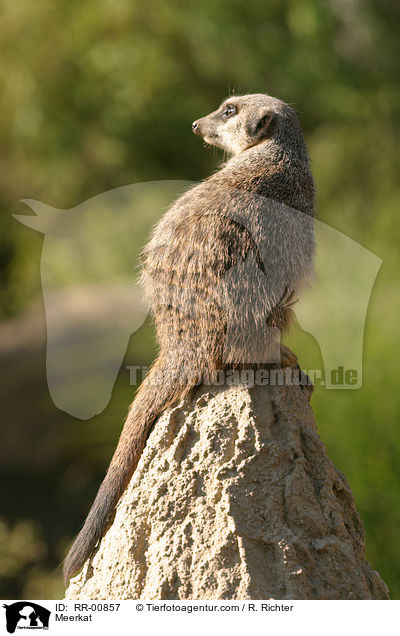 Erdmnnchen / Meerkat / RR-00857
