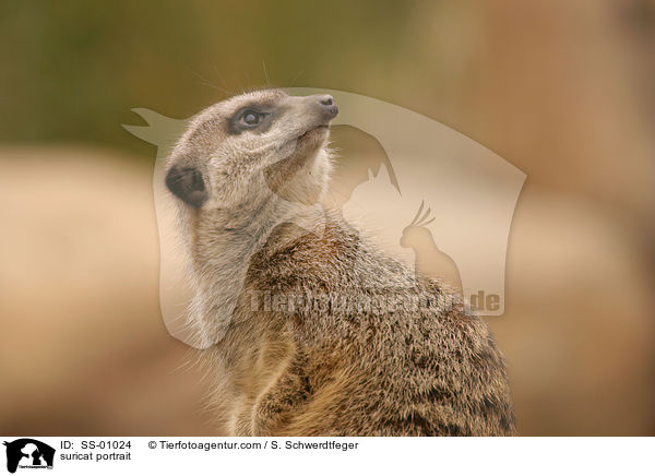 Erdmnnchen Portrait / suricat portrait / SS-01024
