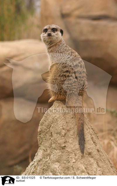 Erdmnnchen / suricat / SS-01025